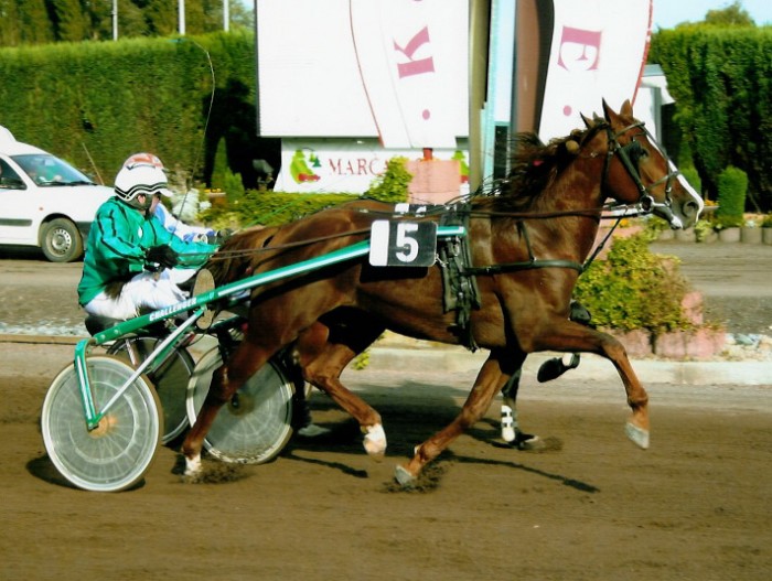 Uncle Sam de Muze wint te Kuurne