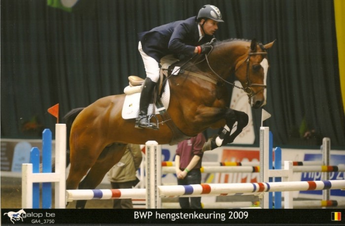 Hengstenkeuring BWP Oud-Heverlee