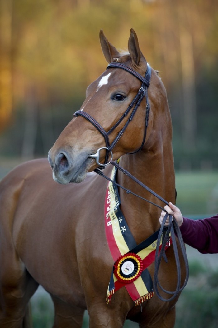 HENGSTENKEURING BWP 2011