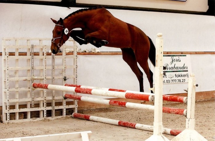 BWP PRESENTATIEDAGEN MANEGE OVERDIJK