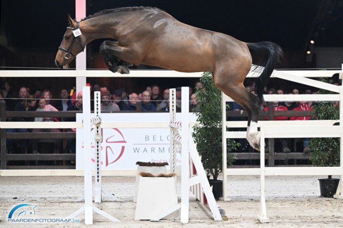 Two stallions through to third phase