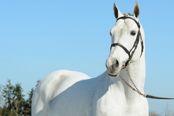 DOHA GRAND PRIX CSI5*