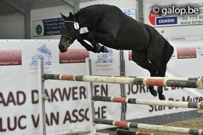 BELGIAN YOUNGSTER TRIALS HULSTERLO