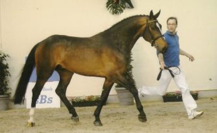 CSI2* DRACHTEN (NL)