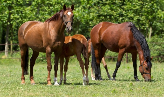 Wij zijn op zoek naar draagmerries!