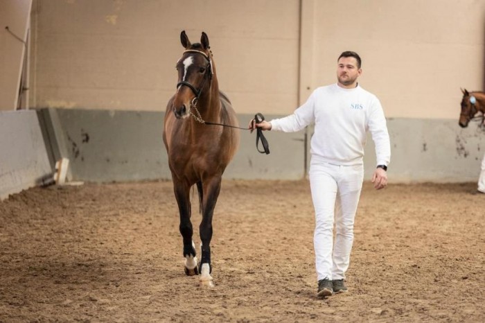 Vier hengsten goedgekeurd voor sBs