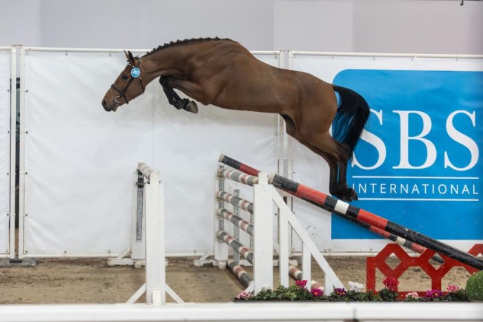 Magnificent SBS stallion approvals