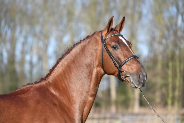 Goedgekeurde zonen voor Kasanova en Matisse