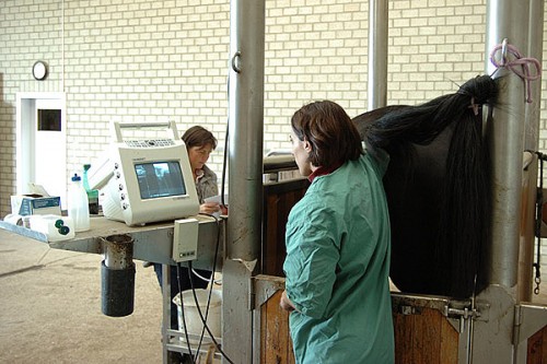 Embryo Transfer