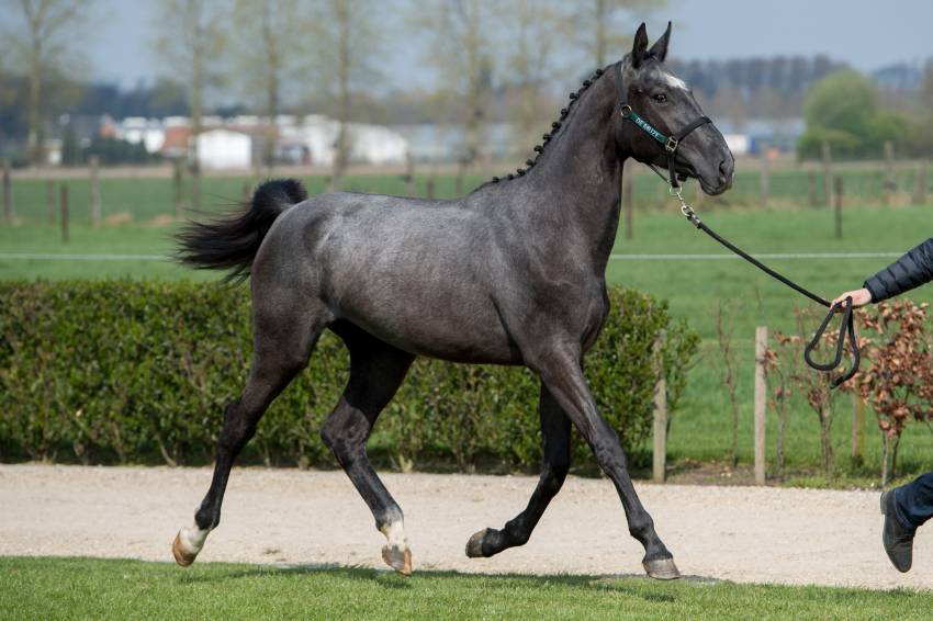 ET Auction Young Horse Edition van start!