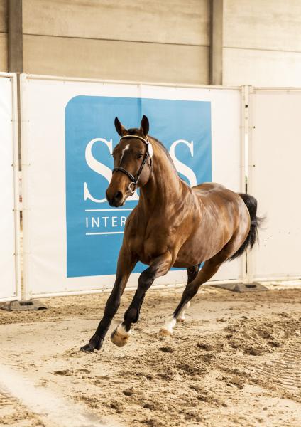 Drie goedgekeurde hengsten SBS