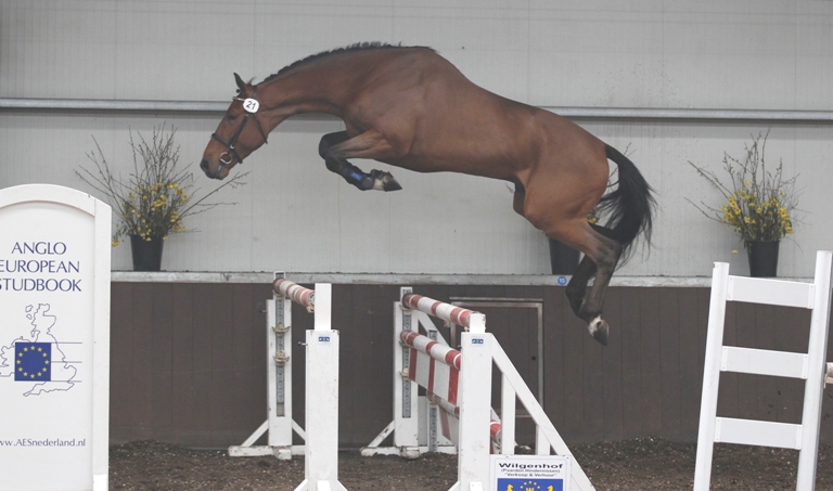 CYCLUS JONGE PAARDEN HULSTERLO