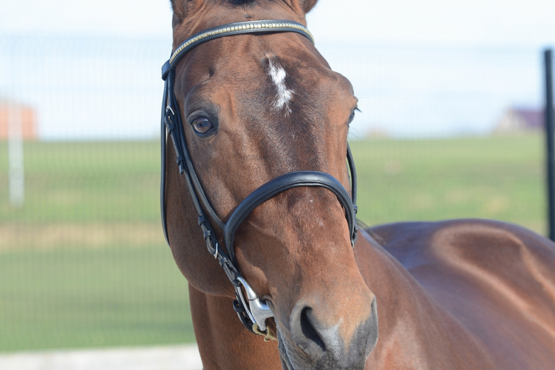 BAMAKO SON WINS THE GRAND PRIX OF VILLENEUVE-LOUBET