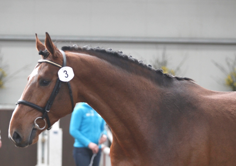 PAVO HENGSTENCOMPETITIE S GRAVENWEZEL