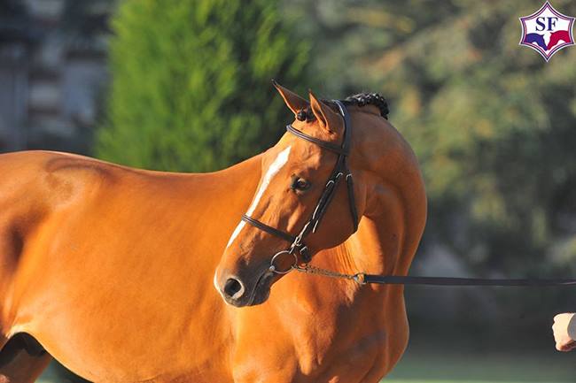 NABAB DE REVE PRODUCT KAMPIOEN SF-KEURING ST-LO