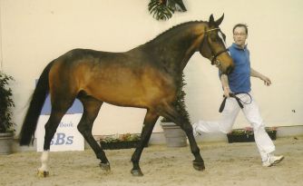 CSI2* DRACHTEN (NL)