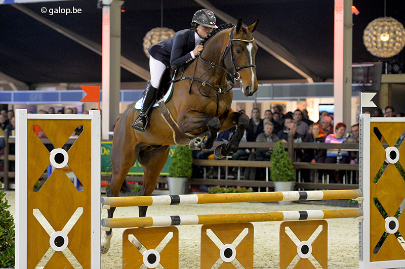 PAVO HENGSTENCOMPETITIE - 4e manche BOCHOLT