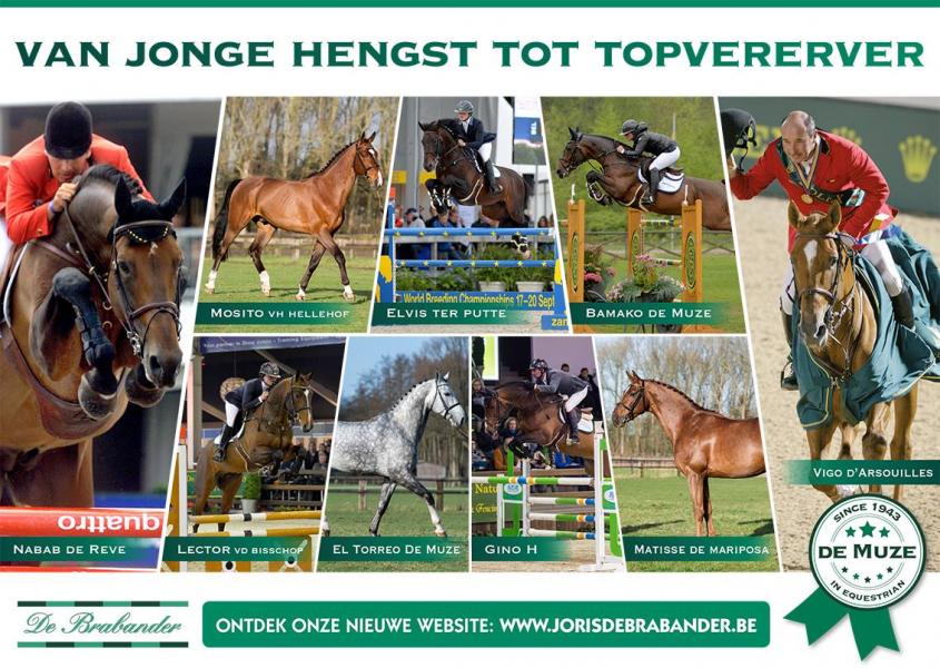 VAN JONGE HENGST TOT TOPVERERVER