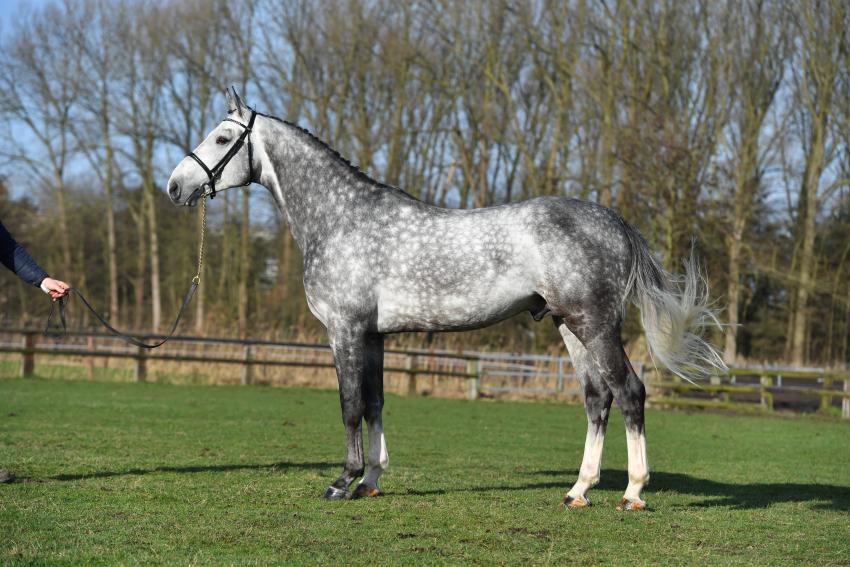El Torreo knoopt meteen weer aan met de overwinning