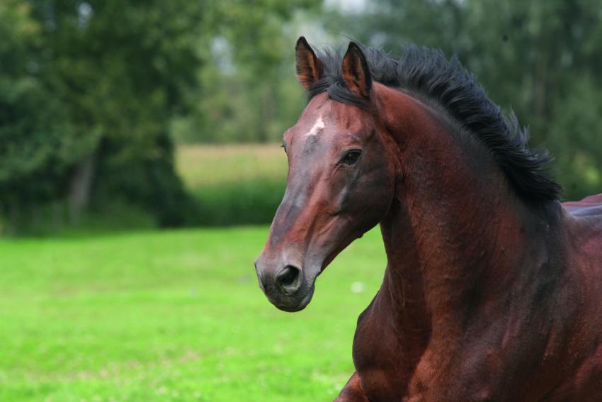 Nabab-zoon pakt GP in Opglabbeek